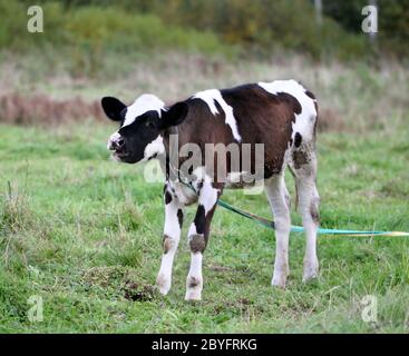 Young bull in a field on a leash Stock Photo