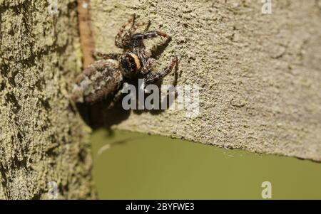 A Fence-Post Jumping Spider, Marpissa muscosa, on a wooden fence hunting for insects to eat. Stock Photo