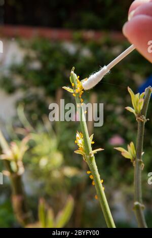 Removing Yellow Aphids from a milkweed plant using cotton swabs dipped in isopropyl ( rubbing alcohol ). June 2020 Stock Photo