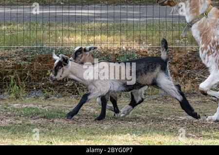 Two brown horned, brown baby goat kids, running on the spring grass, with there mother, selective focus Stock Photo