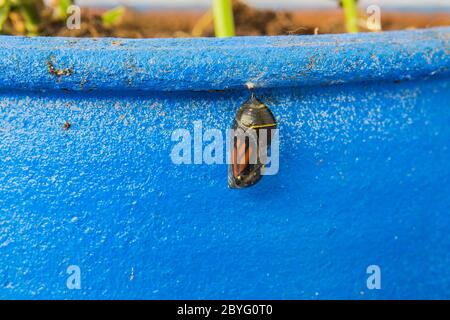 Monarch butterfly emerging from chrysalis suspended from a flower pot in a garden as an adult.  Southern California, USA Stock Photo
