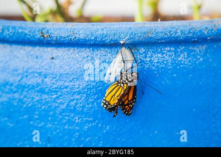 Monarch butterfly emerging ( eclose ) from chrysalis suspended from a flower pot in a garden as an adult.  Southern California, USA Stock Photo