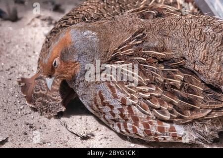 Two common Quail, Coturnix coturnix, birds in the nature habitat. Quail sitting in the sand Stock Photo