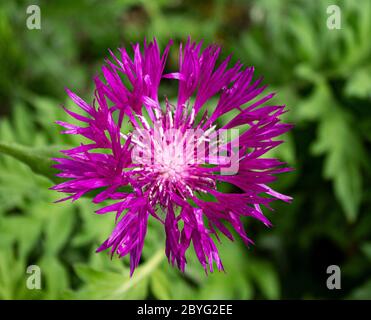 Persian Cornflower small above - Zweifarbige Flockenblume - Centaurea Dealbata Steenbergii Stock Photo