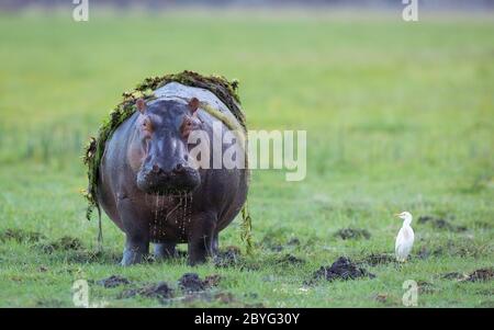 Full body portrait of a huge hippo facing camera standing straight covered by green grass and plants busy eating grass in Chobe River Botswana Stock Photo