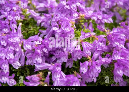 Purple flowers of Penstemon rydbergii, commonly known as Rydberg's penstemon or meadow penstemon Stock Photo