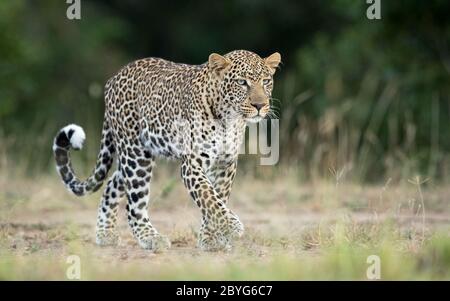 Landscape full body shot of male leopard walking with tail curled up and long whiskers in Masai  Mara Kenya Stock Photo