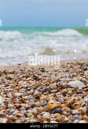 Seashells on the seashore. Sea waves. Coast Stock Photo