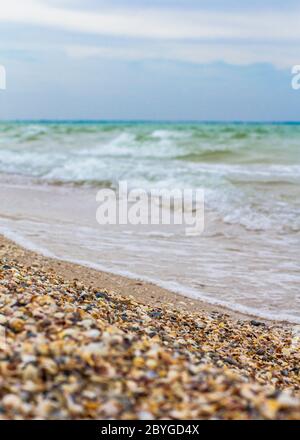 Seashells on the seashore. Sea waves. Coast Stock Photo