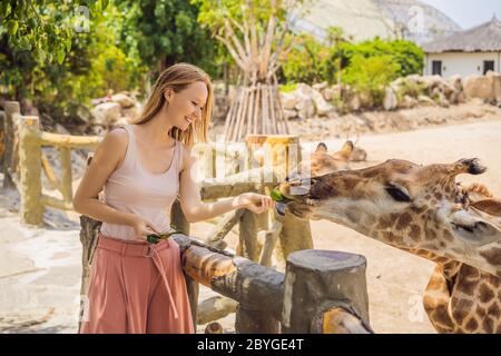Happy woman watching and feeding giraffe in zoo. She having fun with animals safari park on warm summer day Stock Photo