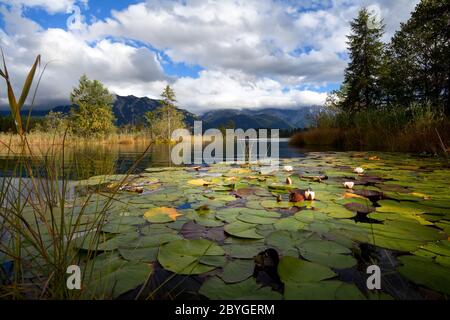 water lily flowers on lake Barmsee Stock Photo