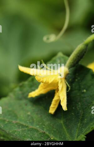 Small cucumber with flower and tendrils Stock Photo