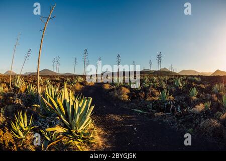 Volcanic landscape with big agave plants and sunset tones in Lanzarote, Spain. Stock Photo