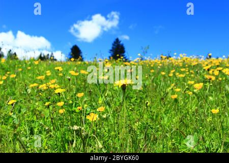 Dandelion flowers on meadow, forest and blue sky in background Stock Photo