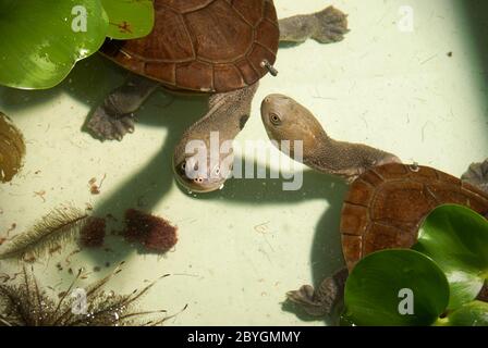 Rote Island's endemic snake-necked turtles (Chelodina mccordi) at a licensed ex situ breeding site in Jakarta, Indonesia. Stock Photo