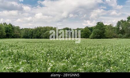 Potato field in bloom on a cloudy spring day. Trees on the edge of the field. Stock Photo