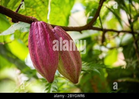 Cacao fruits on cocoa tree. The seeds from the fruits are called cocoa beans, which are used in chocolate, confectionery and cocoa powder. Flora of Ba Stock Photo