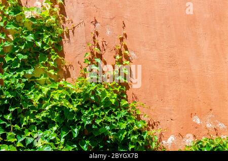 Climbing ivy on an old red wall in Seville, Andalusia, Spain Stock Photo