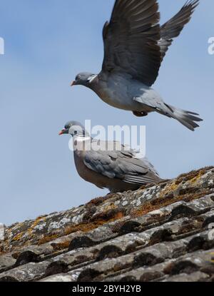 Wood pigeons (Columba palumbus) pair, one in flight Stock Photo