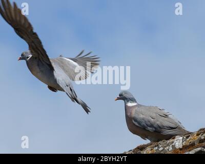 Wood pigeon (Columba palumbus) pair, one taking off Stock Photo