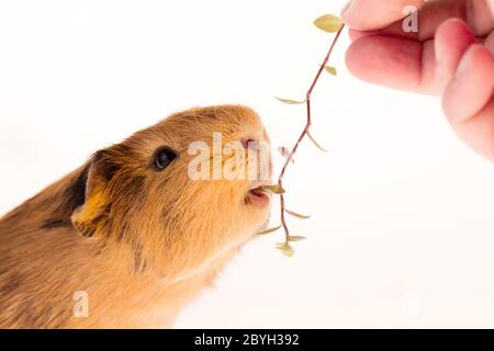 This is a picture of a brown and red guinea pig taken with a white background. Stock Photo