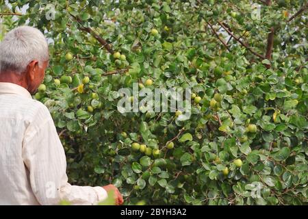 March 6, 2020. a senior asian farmer checking ripe jujube fruits in India, RAjasthan Stock Photo