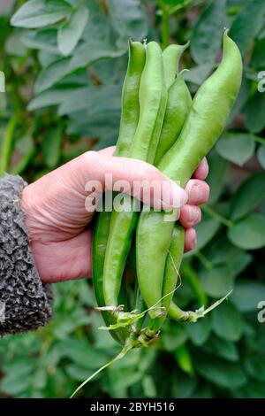 person holding green broad beans in hand, norfolk, england Stock Photo