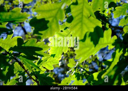 english oak leaves on tree, norfolk, england Stock Photo