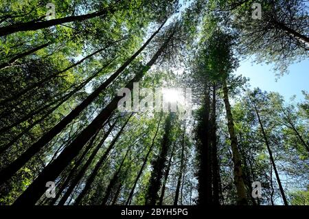 conifer and deciduous trees in woodland setting, holkham, north norfolk, england Stock Photo