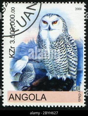 ANGOLA - CIRCA 2000: Barn owl posing on branch, circa 2000. Stock Photo
