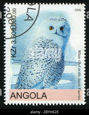 ANGOLA - CIRCA 2000: Barn owl posing on branch, circa 2000. Stock Photo