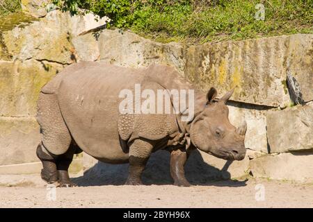 a Indian rhinoceros (Rhinoceros unicornis) just left the pond, looks like four legs wearing stockings Stock Photo