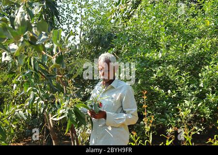 March 6, 2020.a farmer investigating the growth of mango flowers in Rajasthan, India Stock Photo