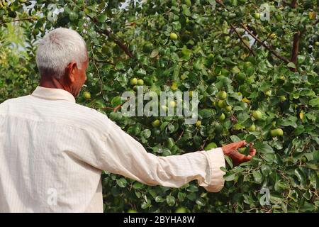 March 6, 2020. A male gardener breaking ripe jujube fruit from tree in India, Rajasthan Stock Photo