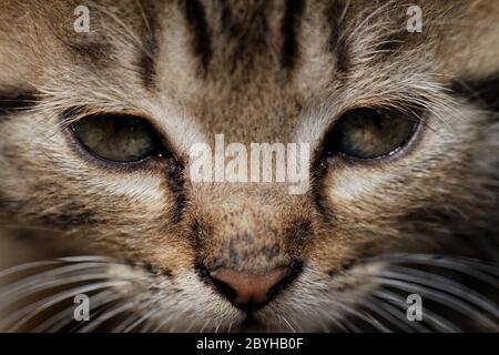 Macro close up of tabby cat with piercing green eyes Stock Photo - Alamy