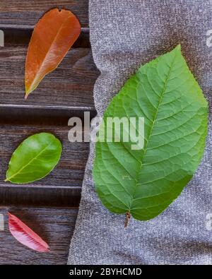 Composition of leaves of various colors and sizes on gray wool scarf and table with wooden planks Stock Photo