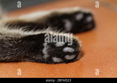 Tabby cat feet close-up Stock Photo