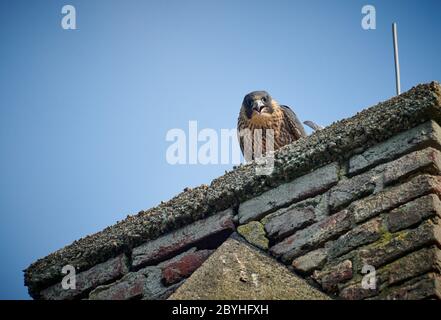 young Peregrine Falcon (Falco peregrinus) on chimney, Heinsberg, North Rhine-Westphalia, Germany Stock Photo