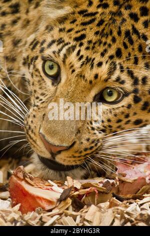 Northern Chinese leopard (Panthera pardus japonens Stock Photo