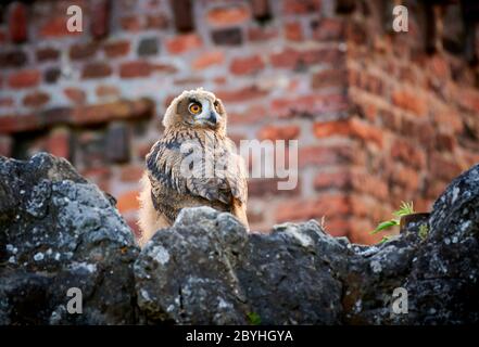 juvenile Eurasian eagle-owl (Bubo bubo), Heinsberg, North Rhine-Westphalia, Germany Stock Photo