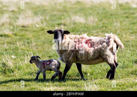 Baby spring lamb following after its mother in a Suffolk farm field Stock Photo