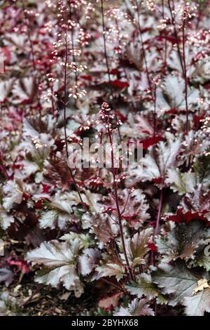 Heuchera Leaves Heuchera 'Black Taffeta' Dark Foliage Heucheras Stock Photo