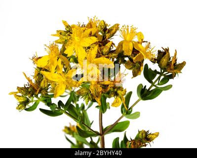 Yellow, early summer blooms of the UK wildflower, Hypericum perforatum, Perforate St John's wort, a herbal remedy on a white background Stock Photo