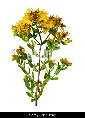 Yellow, early summer blooms of the UK wildflower, Hypericum perforatum, Perforate St John's wort, a herbal remedy on a white background Stock Photo