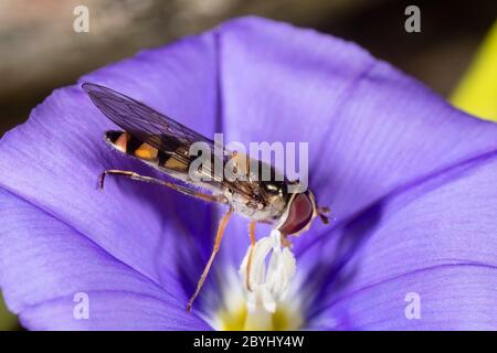 Small female UK hoverfly, Meliscaeva auricollis, feeding on the pollen of the blue flowered Convolvulus sabatius in a UK garden Stock Photo