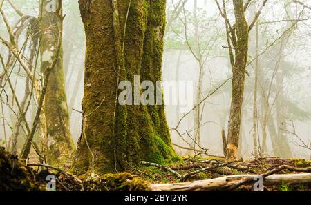 At a slightly lower elevation, forest density increases on the slopes of Mt. Fuji. Stock Photo