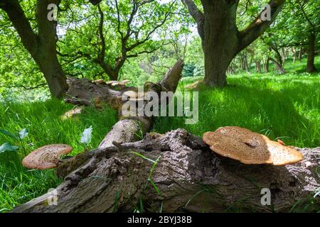 Bracket fungi, or shelf fungi growing on a fallen tree. Stock Photo