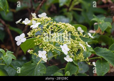 Hydrangea petiolaris, climbing hydrangea Stock Photo