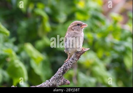 A female house sparrow on a branch in a Fife garden. Stock Photo