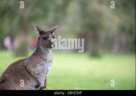 Close-Up Portrait of Eastern Grey Kangaroo in grass Stock Photo